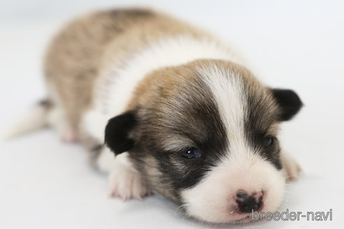 成約済の神奈川県のパピコー:パピヨン×コーギー-338183の3枚目